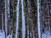 Baumgruppe im winterlichen Wald